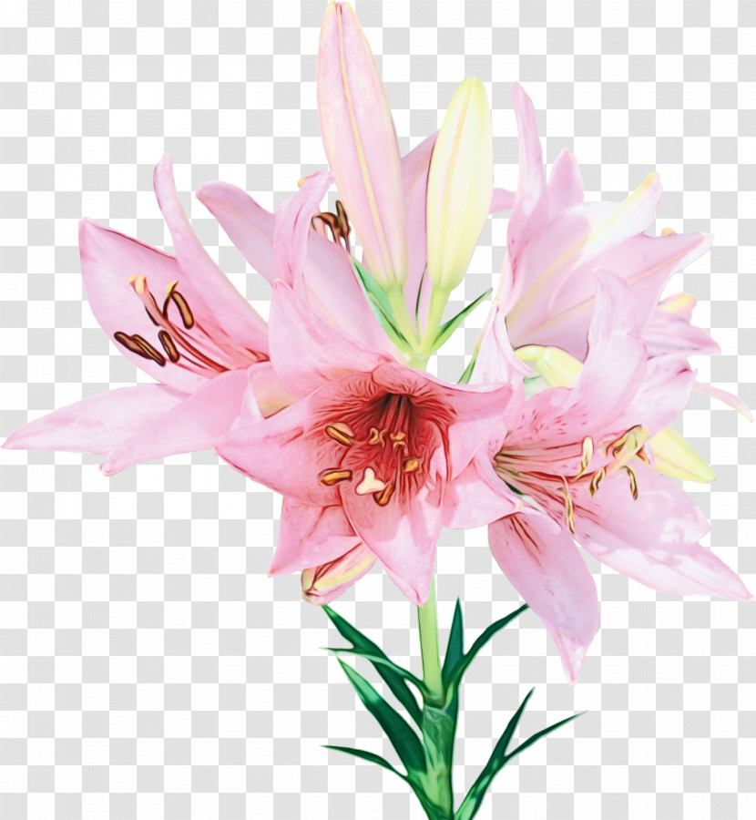 Flower Lily Plant Pink Petal Transparent PNG