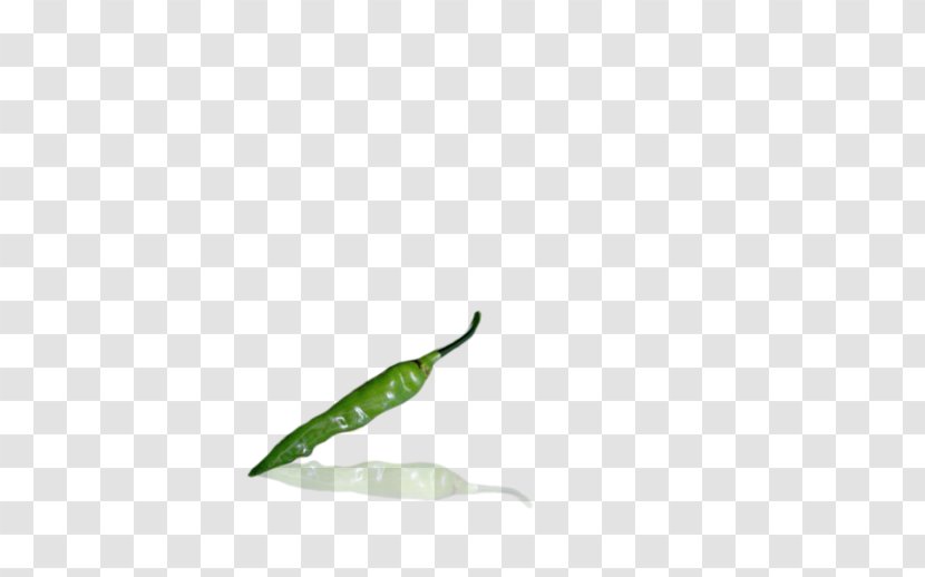 Leaf - Organism Transparent PNG