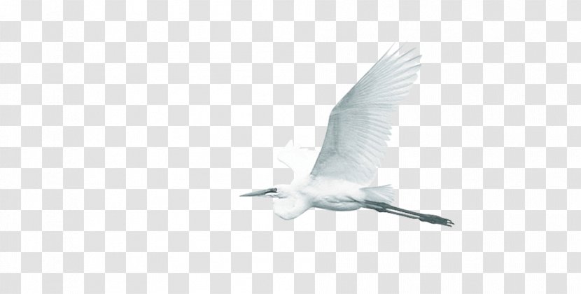 Water Bird Wing Beak Feather - Crane Transparent PNG