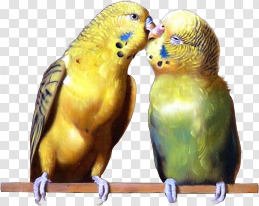 Budgerigar Lovebird Parrots Parakeet - Animal - Bird Transparent PNG
