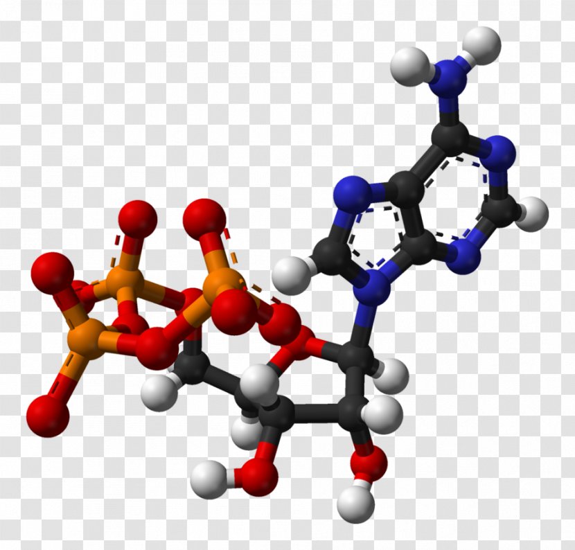 Adenosine Triphosphate Diphosphate Cell - Cartoon - Scientists Transparent PNG