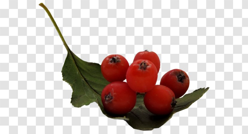 Cranberry Berries Accessory Fruit Rowan - Leaf Transparent PNG