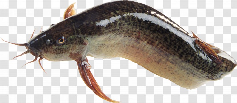 Seafood Fish Transparent PNG