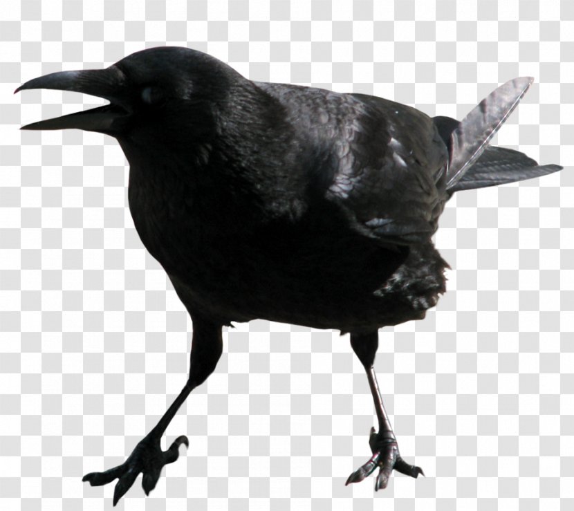 American Crow Common Raven Clip Art - Family Transparent PNG