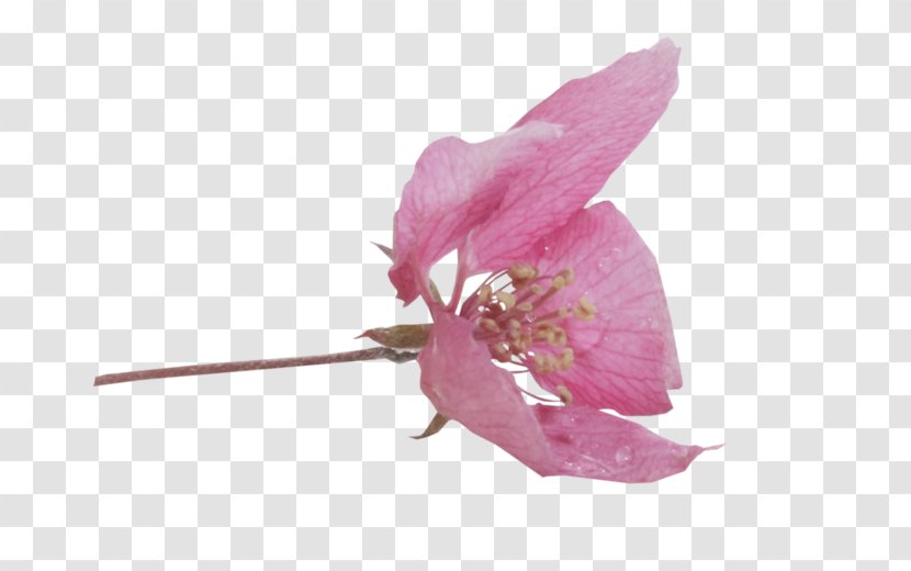 Rose Family Pink M RTV - Flowering Plant Transparent PNG