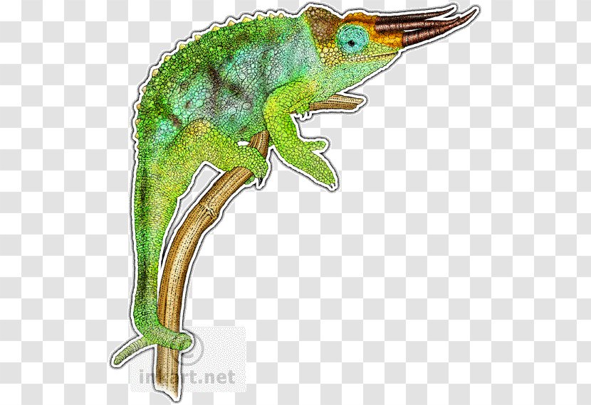 Chameleons Reptile Lizard Drawing Panther Chameleon - Organism Transparent PNG