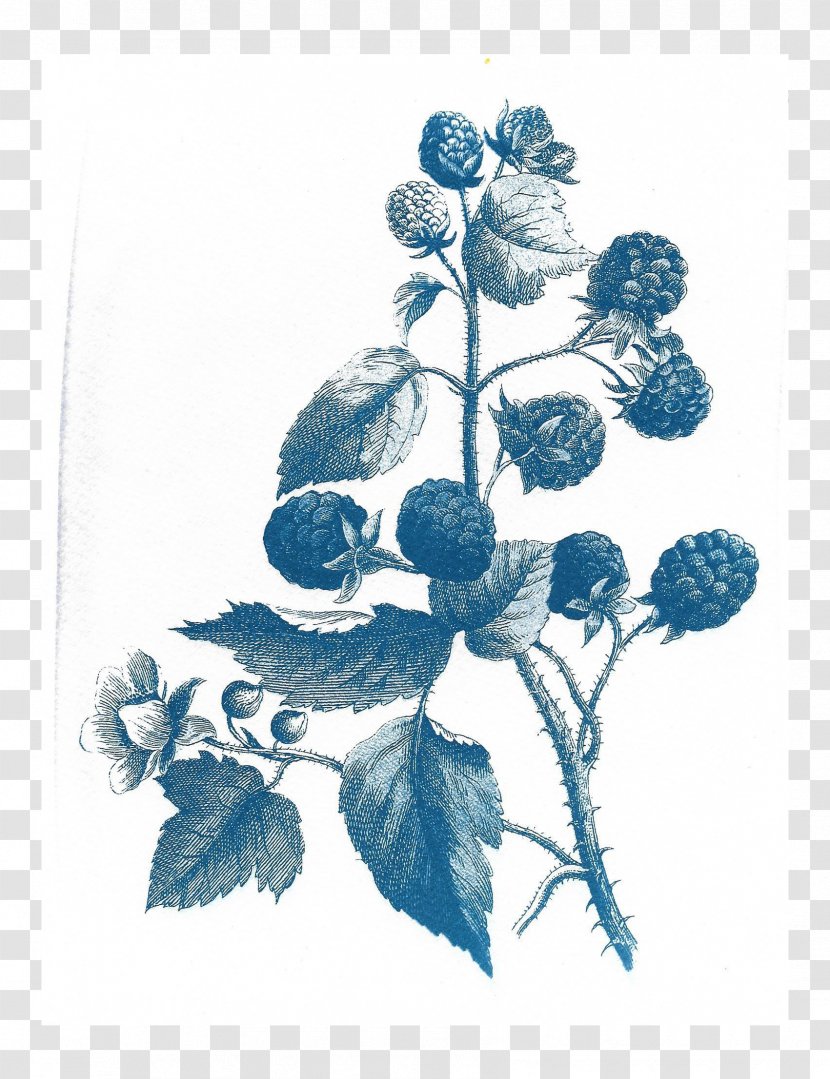 Paper Botanical Illustration Floral Design Drawing Watercolor Painting - Flowering Plant Transparent PNG