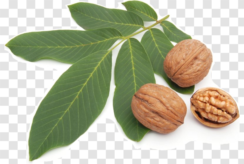 Walnut Illustration Stock Photography Shutterstock - Royalty Payment - Fruit Picture Material Transparent PNG