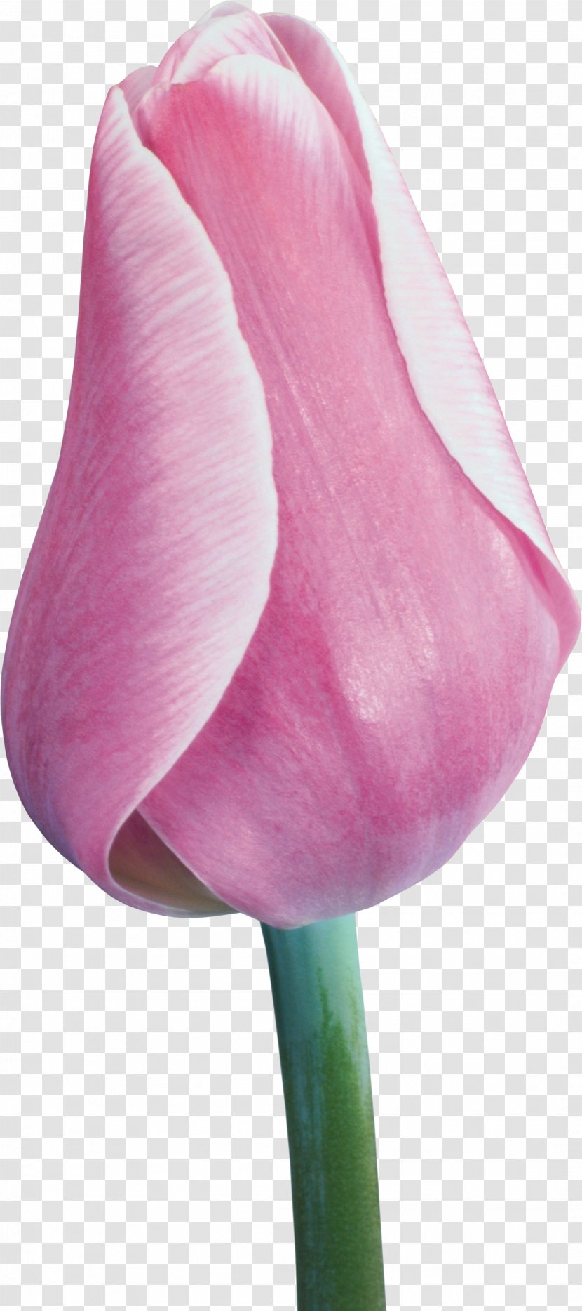 Tulip Flower Liliaceae Plant Stem Clip Art - Flowering Transparent PNG