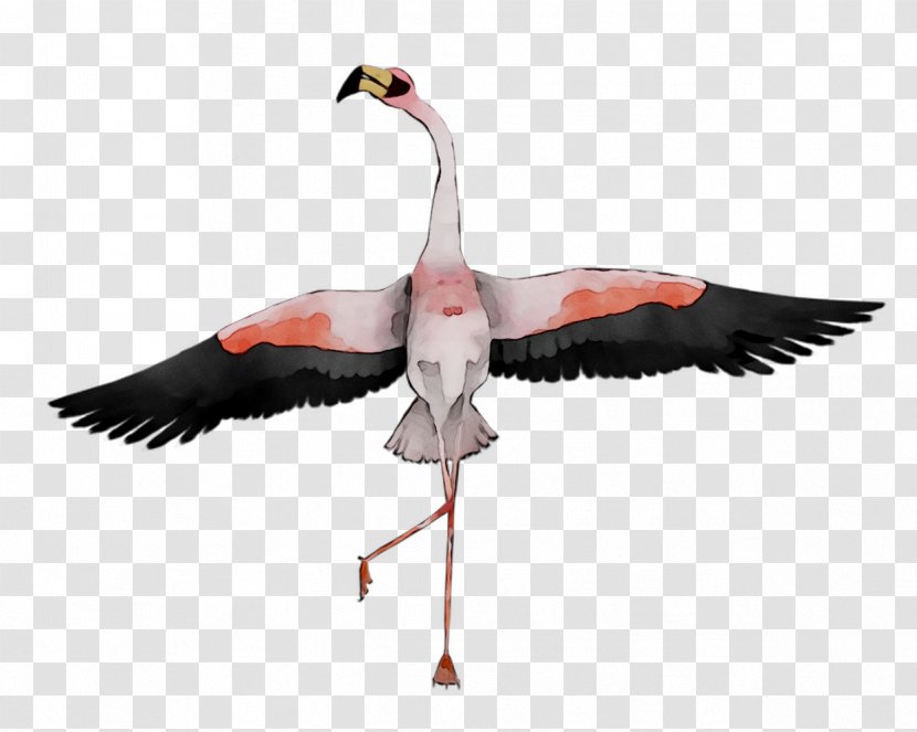 Ducks, Geese And Swans Bird Goose - Ducks - Stork Transparent PNG