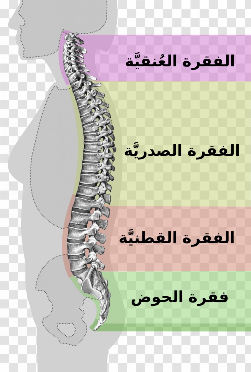 Vertebral Column Neutral Spine Lumbar Spinal Stenosis - Silhouette - Frame Transparent PNG