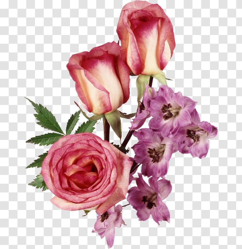 Still Life: Pink Roses Flower Clip Art - Flowering Plant - Rose Transparent PNG