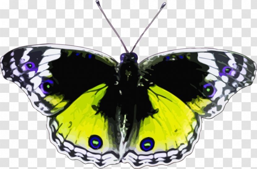 Butterfly - Monarch - Moth Transparent PNG