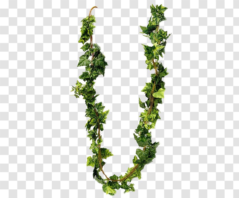 Herb Leaf - Ivy - Climber Plant Transparent PNG