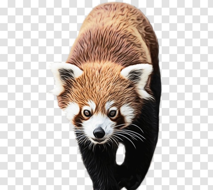 Red Panda Procyon Fur Wildlife Whiskers - Watercolor - Tshirt Transparent PNG