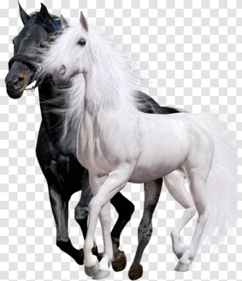 Arabian Horse Friesian Thoroughbred Black White - Wild Transparent PNG