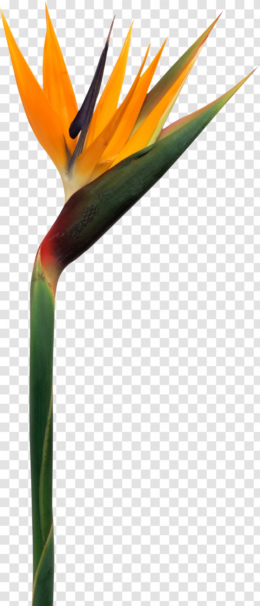 Flower Strelitzia Reginae Perfume Plant - Frangipani Transparent PNG