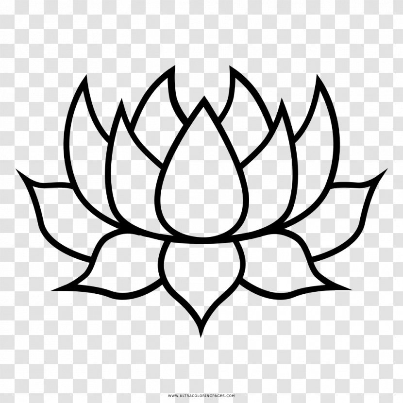 Nelumbo Nucifera Maryland Buddhism Drawing Clip Art - Branch Transparent PNG