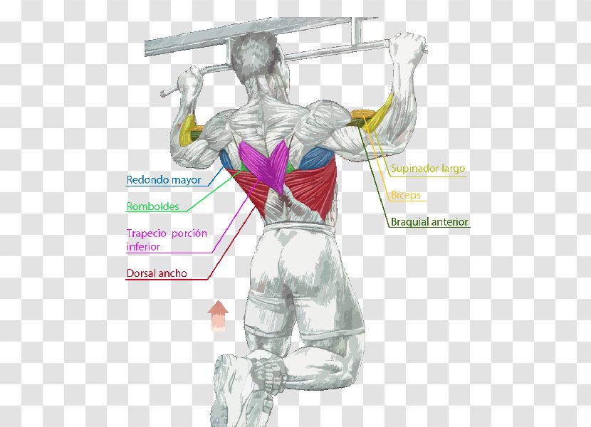 Pull-up Chin-up Muscle Pulldown Exercise - Silhouette - Muscles Transparent PNG