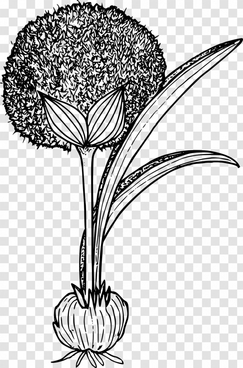 Clip Art - Black And White - Wildflower Transparent PNG