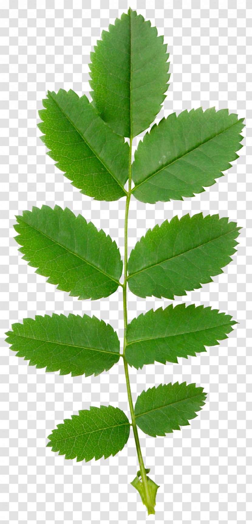 Leaf Plant Stem Blog Spring RSS - Green Leaves Transparent PNG