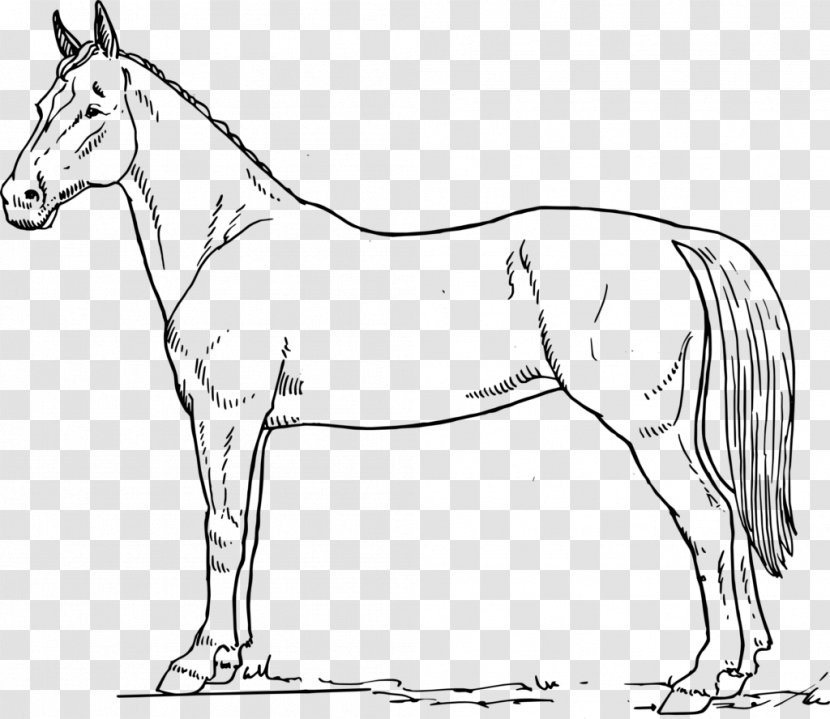 Arabian Horse Equine Anatomy American Paint Hoof Horses - Equestrian - Animal Figure Transparent PNG