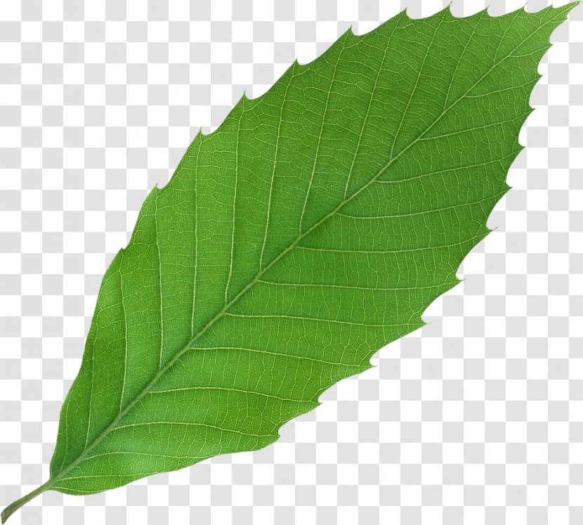 Leaf Plant Green - Apple - Beet Transparent PNG