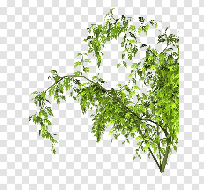 Clip Art - Raster Graphics - Plant Transparent PNG