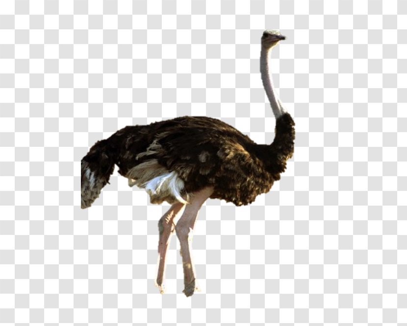 Common Ostrich Flightless Bird - Nidifugous Transparent PNG