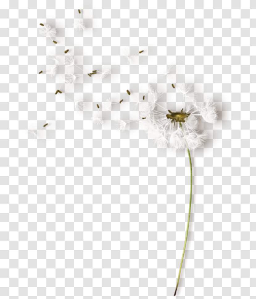 Flower White Color Clip Art - Dandelion - Decorative Clouds Transparent PNG