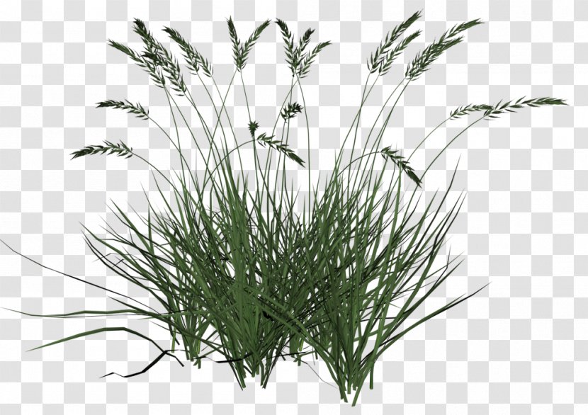 Ornamental Grass Grasses Lawn Clip Art - Plant Transparent PNG