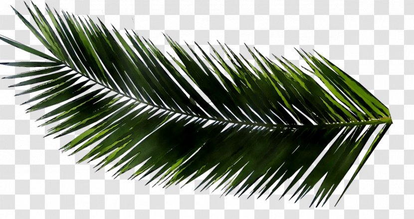 Metasequoia Glyptostroboides Palm Trees Leaf Branch - Symbol - Grass Transparent PNG