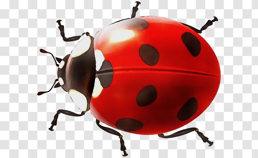 Ladybird Beetle Clip Art Image Transparency - Insect - Invertebrate Transparent PNG