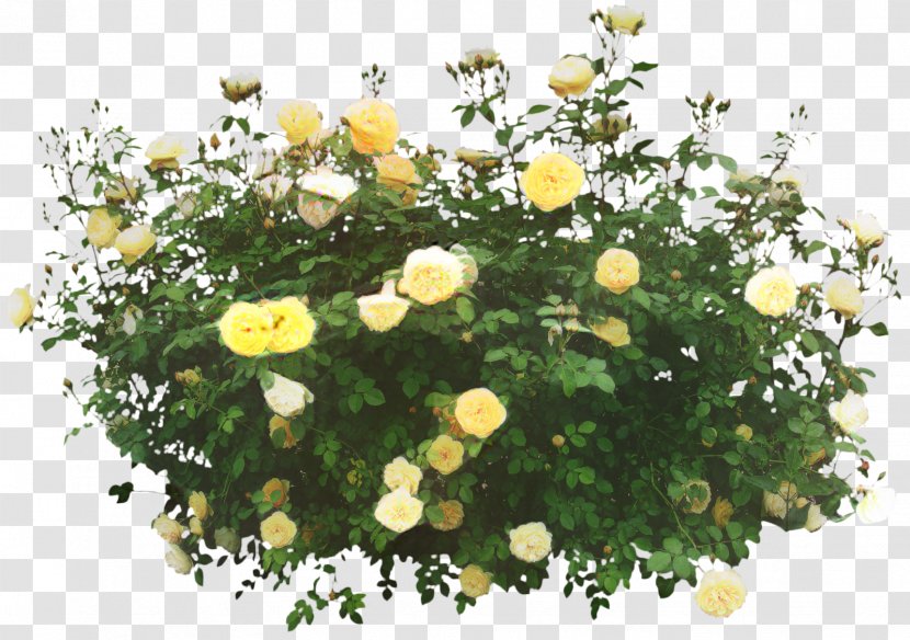 Floral Design Chrysanthemum Shrub Annual Plant Tree Transparent PNG