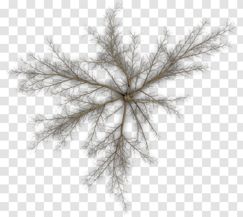 Pine Twig Tree Branch Leaf - Conifer Transparent PNG