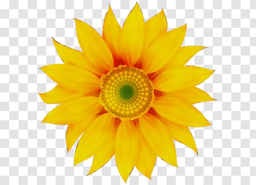 Flowers Background - Wildflower - Gazania Transparent PNG