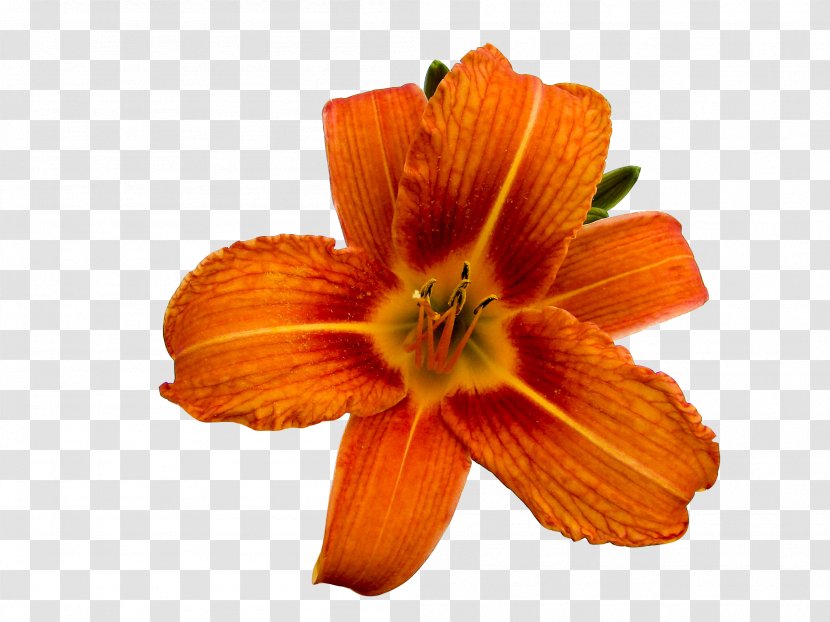 Orange Lily Photography Flower Clip Art - Daylily - Early Summer Flowers Transparent PNG