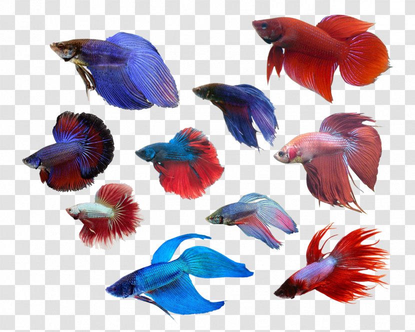 Siamese Fighting Fish Cobalt Blue Anatomy - Petal - Seabed Animals Transparent PNG