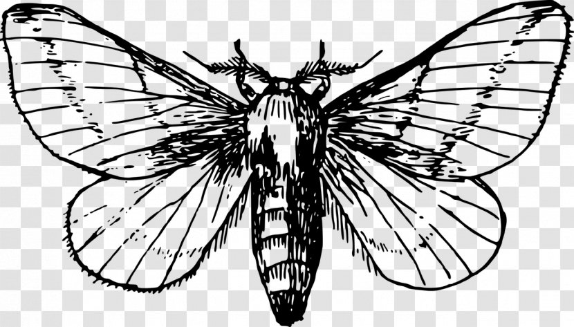 Butterfly Moth Drawing Clip Art - Artwork Transparent PNG