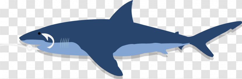 Requiem Sharks Marine Biology Fauna - Qatar Petroleum - Shark Fin Soup Transparent PNG
