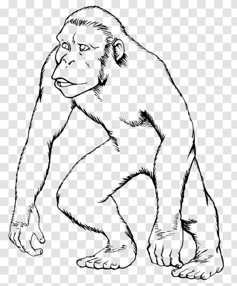 Ape Gorilla Drawing Monkey Coloring Book - Frame - Apes Transparent PNG