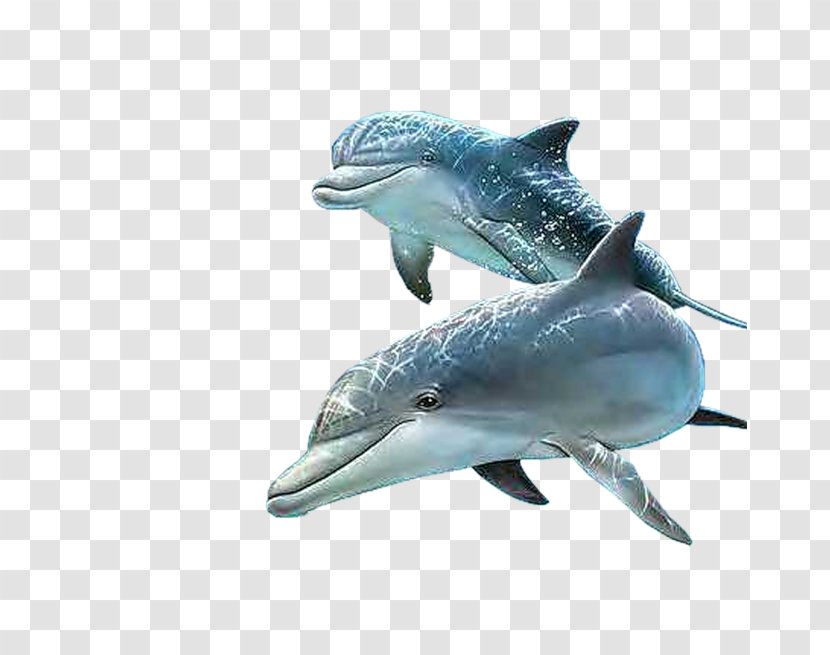 Apple IPhone 7 Plus Dolphin Photography - Marine Mammal Transparent PNG