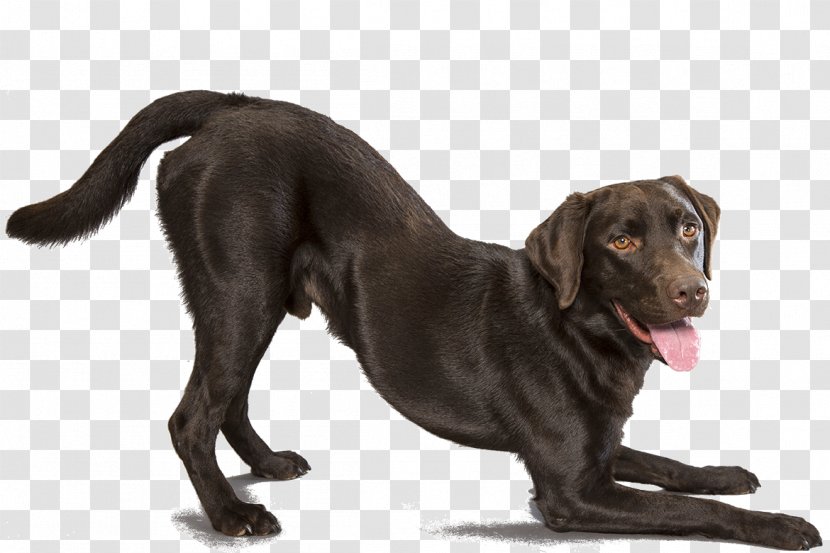 Labrador Retriever Mexican Hairless Dog French Bulldog German Shepherd - Dogs Transparent PNG