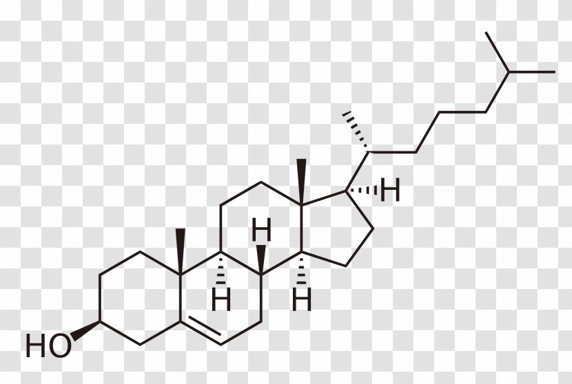 Cholesterol Phytosterol Lipid Steroid - Tree - Fonts Designe Transparent PNG