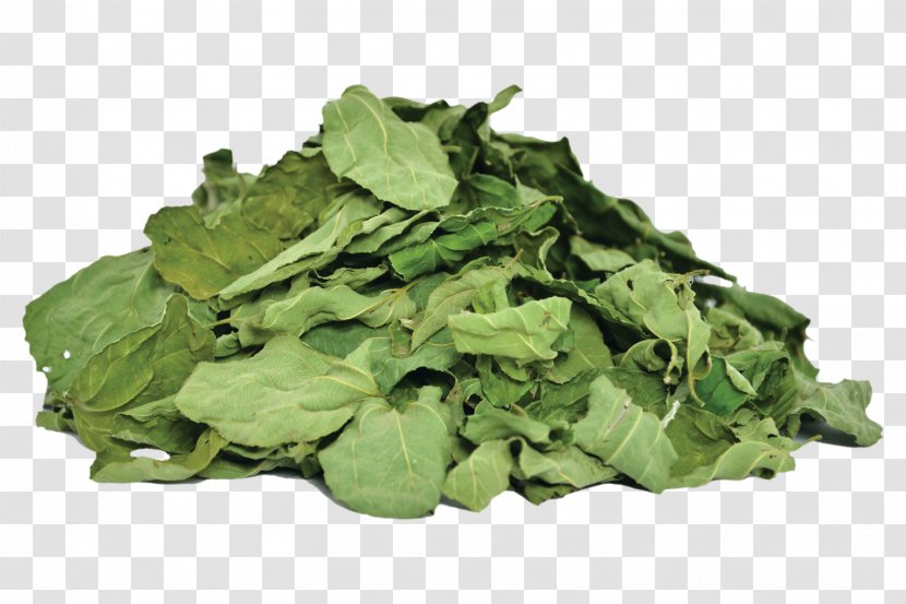 Ziziphus Spina-christi Medicinal Plants Leaf Cedar - Curly Kale - Spina Transparent PNG
