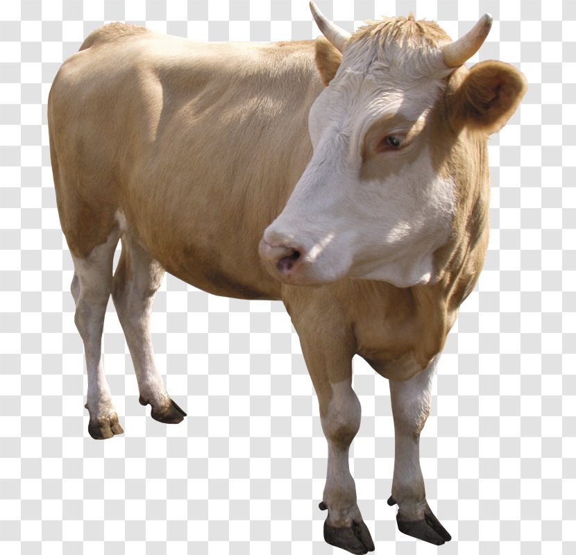 Dairy Cattle Calf Jersey Normande Beef - Sheep - Goat Transparent PNG