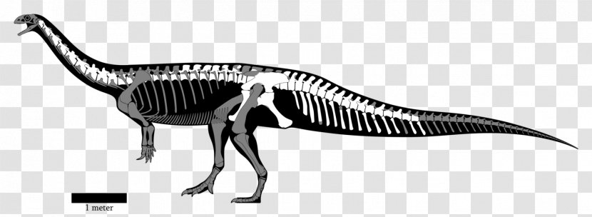 Yunnanosaurus Dinosaur Puertasaurus Dreadnoughtus Sinosaurus - Animal Figure - Reconstruction Transparent PNG