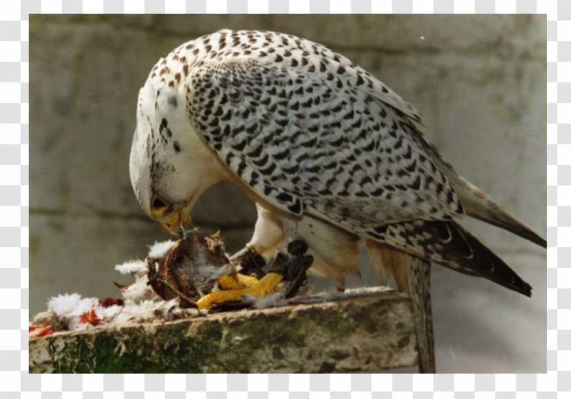 Fauna Hawk Falcon Beak Transparent PNG