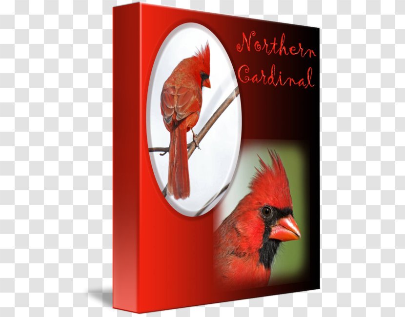 Advertising Greeting & Note Cards Beak Heart - Northern Cardinal Transparent PNG