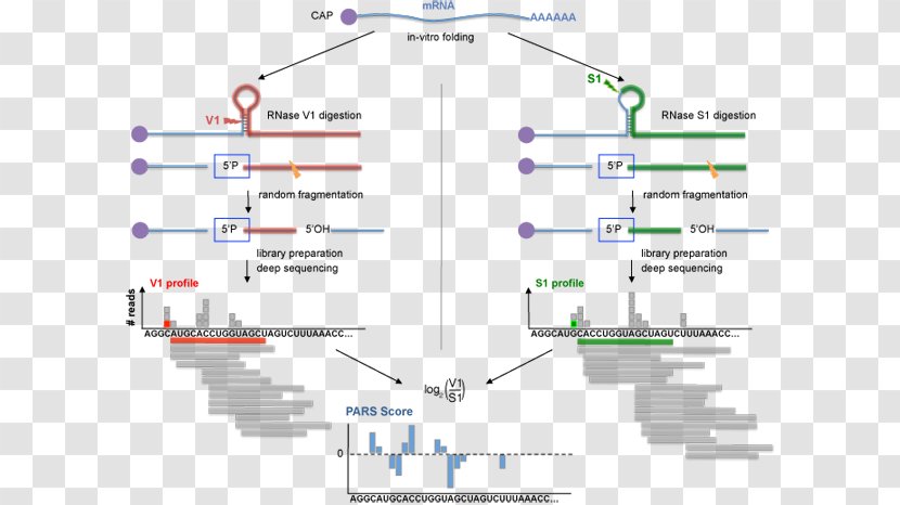 RNA Biomolecular Structure Analysis Genome - Rna - Research Transparent PNG